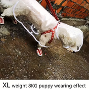 Puppy wearing a red Transparent Waterproof Dog Raincoat  on a wet pavement.