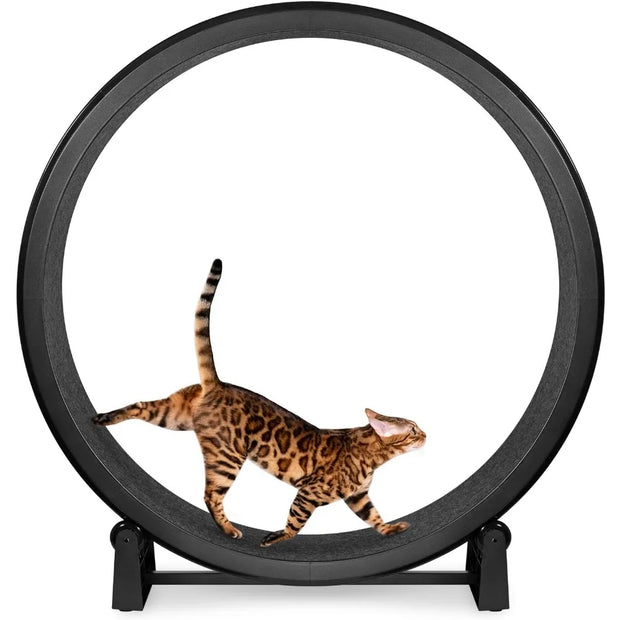 Cat running on a black Cat Exercise Wheel against a white background