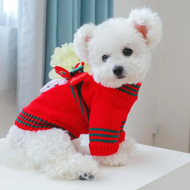 Small white dog wearing a red Christmas Dog Sweater with green stripes on a light-colored surface.