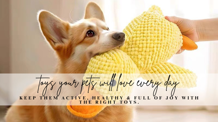 Corgi dog playing with a yellow rubber duck toy