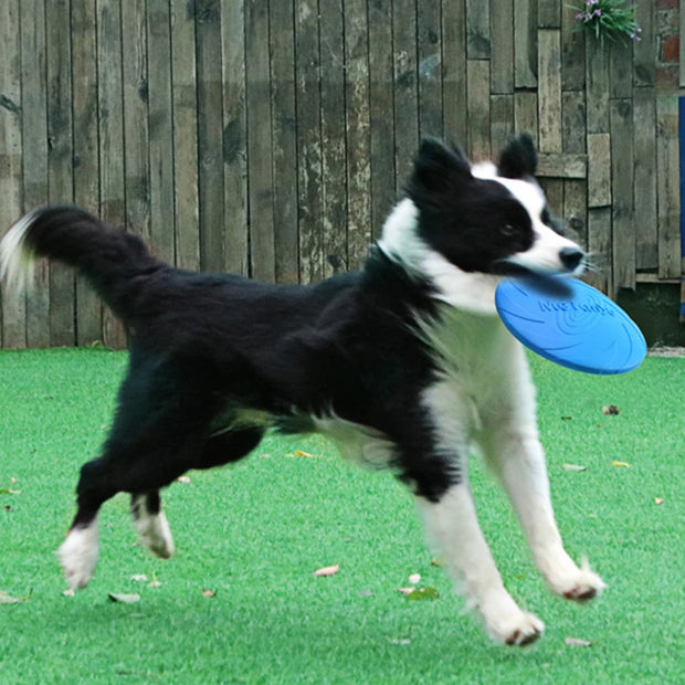 Dog running with a blue Durable Dog Frisbee Toy in its mouth on a grassy area with a wooden fence in the background.
