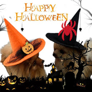Two dogs wearing Halloween Witch Hat Collection with pumpkins and a spider, surrounded by Halloween decorations.