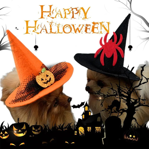 Two dogs wearing Halloween Witch Hat Collection with pumpkins and a spider, surrounded by Halloween decorations.