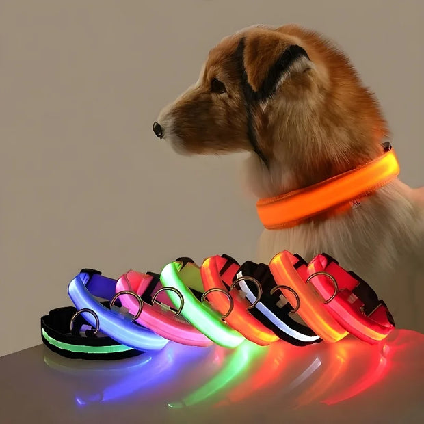 Dog wearing a glowing orange Luminous Pet Collar with colorful collars displayed in front.