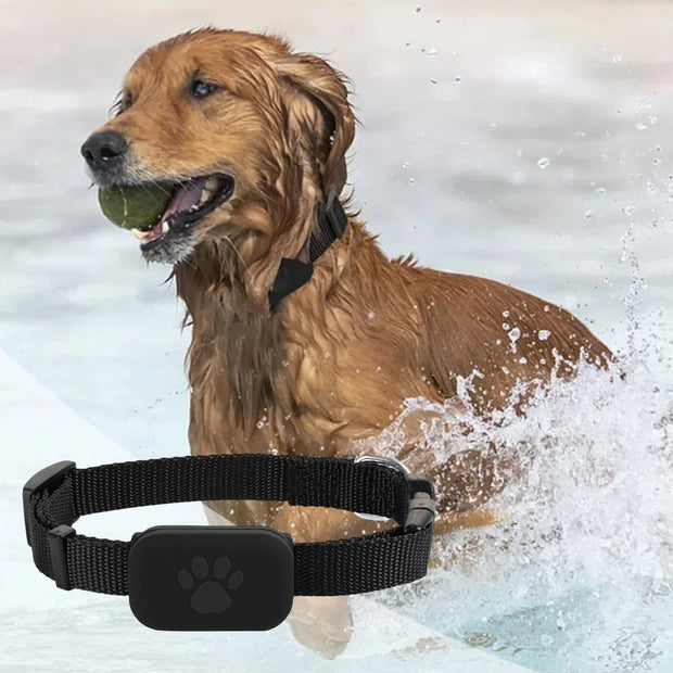 Pet GPS Tracker with Adjustable Collar Smart Locator Dog playing in water with a black dog and tennis ball
