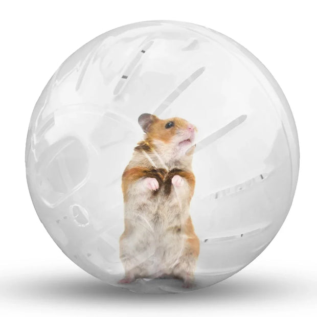 Rat inside a Hamster Gerbil Rat Exercise Toy transparent exercise ball on a white background