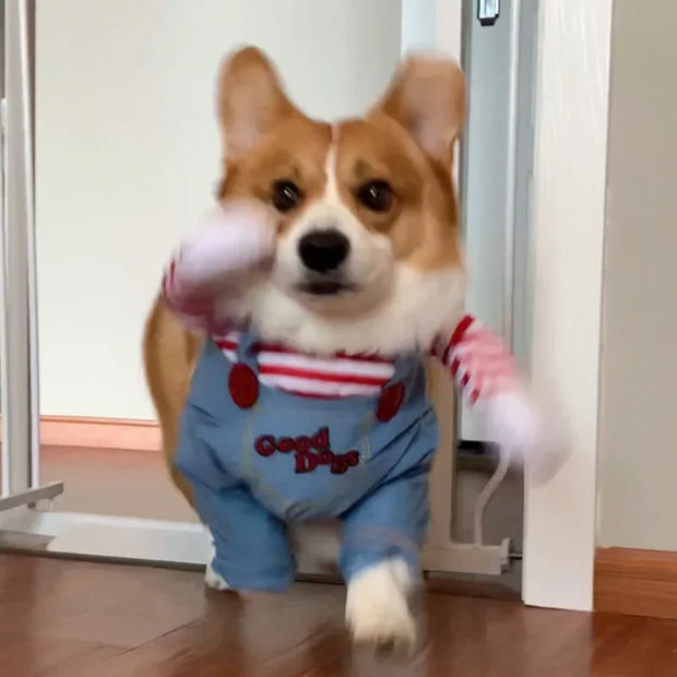 Corgi dog wearing a Killer Doll Pet Costume with 'Good Dog' overalls indoors.