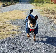 Dog in a blue Denim Dog Jacket with a red bow tie walking on a gravel path.