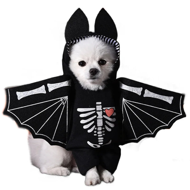 Small dog wearing a black Halloween Bat Skeleton Costume design on a white background