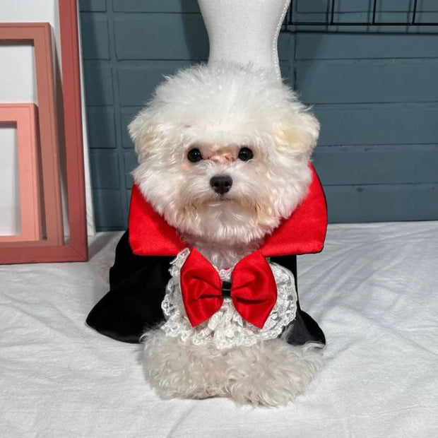 Small white dog wearing a red bow tie and black Vampire Pet Costume on a light-colored surface.