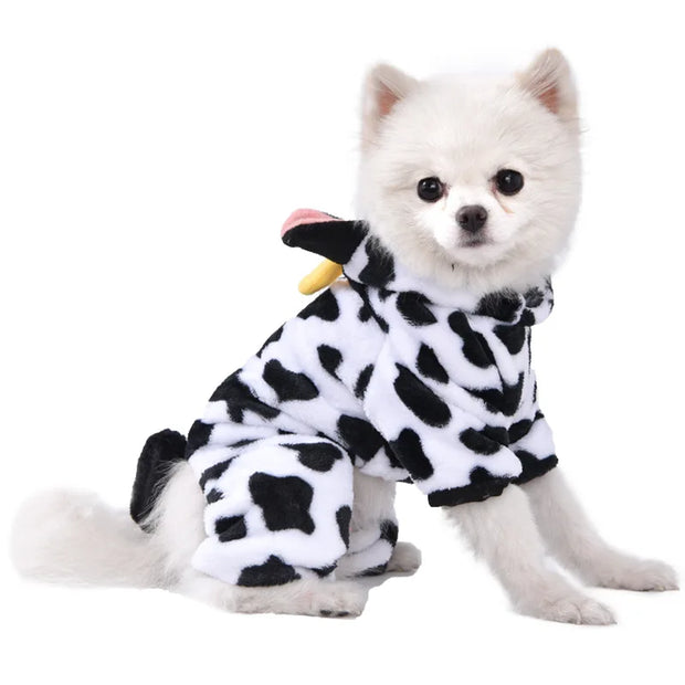 Small white dog wearing a black and white polka dot Dinosaur Hoodie Costume on a white background