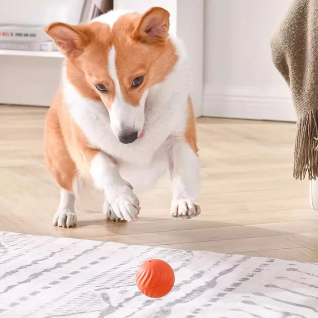 Dog playing with a red Smart Interactive Dog Ball on a wooden floor