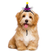Dog wearing a small Halloween Witch Hats Collection on a white background