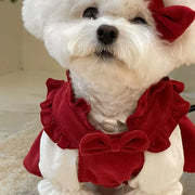 Small white dog wearing a red Puppy Bow Dress Set with ruffles.