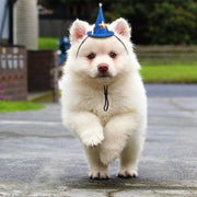 White dog wearing a blue Halloween Witch Hats Collection on a road