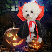 White dog in a Vampire Cape Costume with pumpkins and a dark background