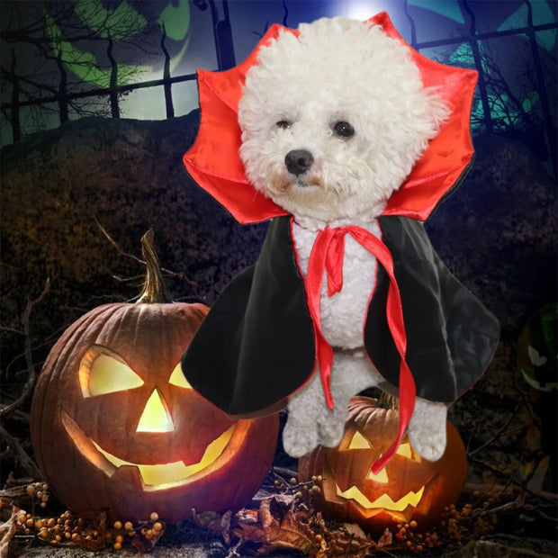White dog in a Vampire Cape Costume with pumpkins and a dark background