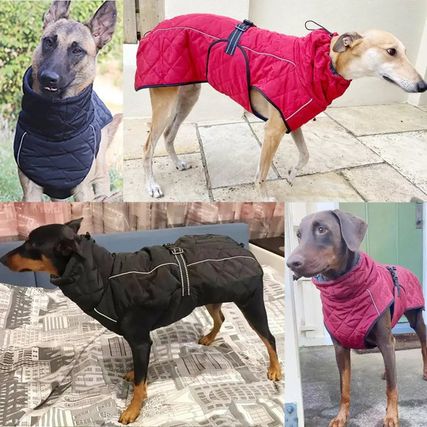 Four dogs wearing different colored Windproof and Waterproof Dog Jacket in various settings.