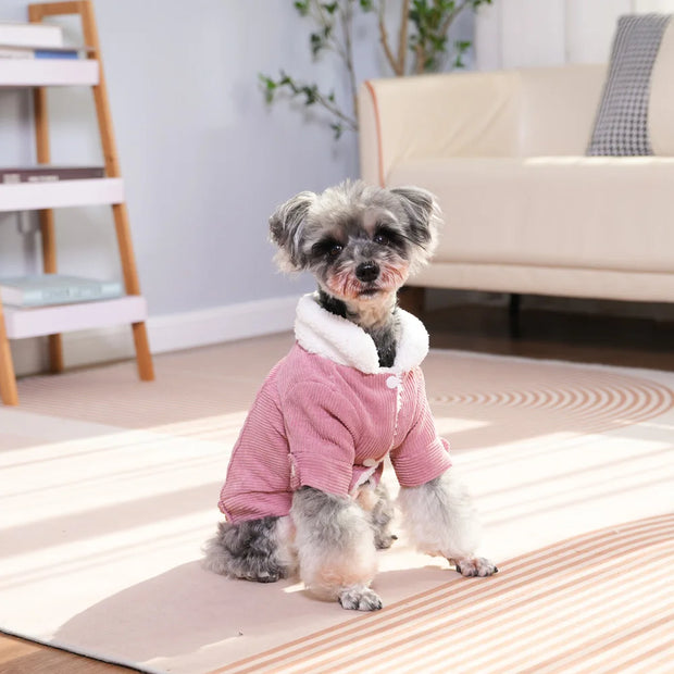Small dog wearing a pink Corduroy Dog coat in a living room setting