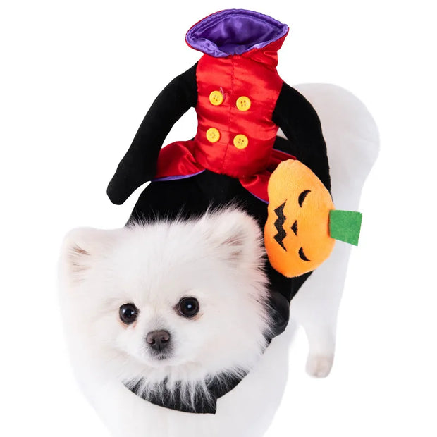 Small white dog wearing a Halloween Bat Skeleton Costume with a red vest, black pants, and a pumpkin accessory.
