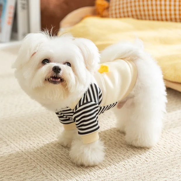 Small white dog wearing a black and white Duck Overalls Pet Outfit on a beige carpet.