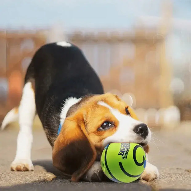 Dog playing with a tennis Wobble Wag Giggle Ball Fun Dog Toy on a beach