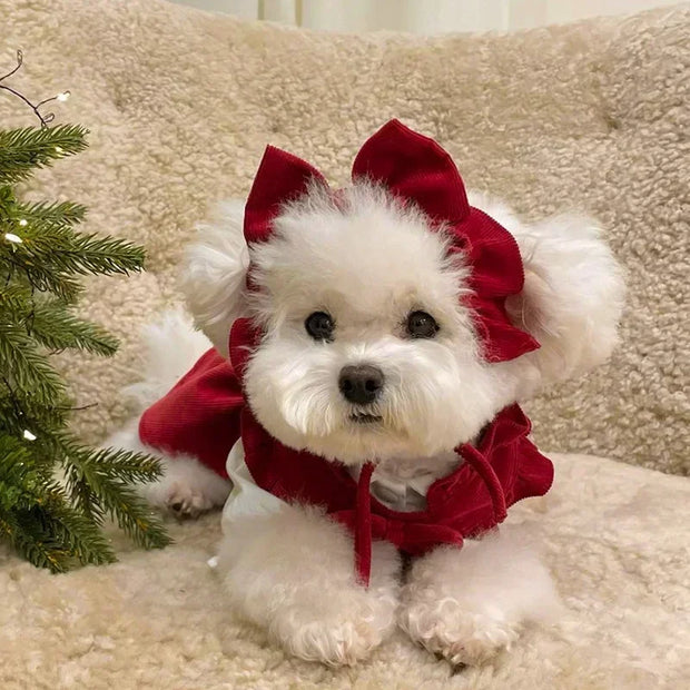 Small white dog wearing a red Puppy Bow Dress Set, sitting on a beige carpet next to a Christmas tree.