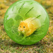 Rat inside a green Hamster Gerbil Rat Exercise Toy transparent exercise ball on grass