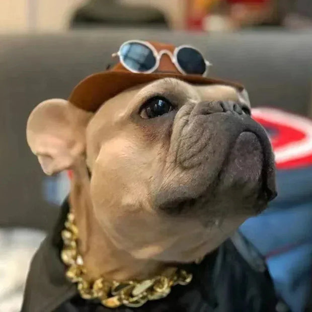 Dog wearing Cowboy Hat Accessory and sunglasses, a cap, and a gold chain in an indoor setting