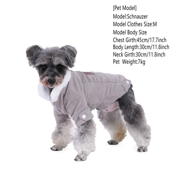 Dog wearing a gray Corduroy Dog coat with white trim on a white background