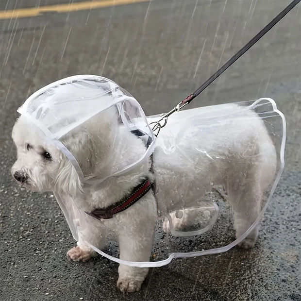 White dog wearing a Transparent Waterproof Dog Raincoat on a leash in the rain.